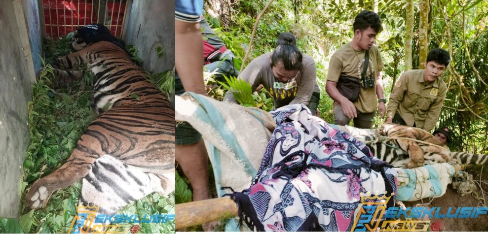 BBKSDA Evakuasi Harimau Sumatera Yang Terjerat Warga Marihat Raja Kecamatan Dolok Panribuan,Simalungun.