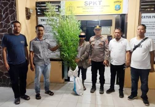 Dilaporkan Masyarakat, Polres Simalungun Temukan  Ladang Ganja