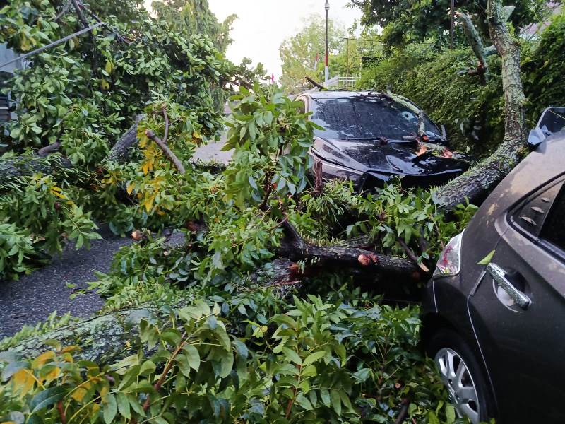 Hujan Deras Tumbangkan Pohon  di Siantar State, Dua Mobil Rusak